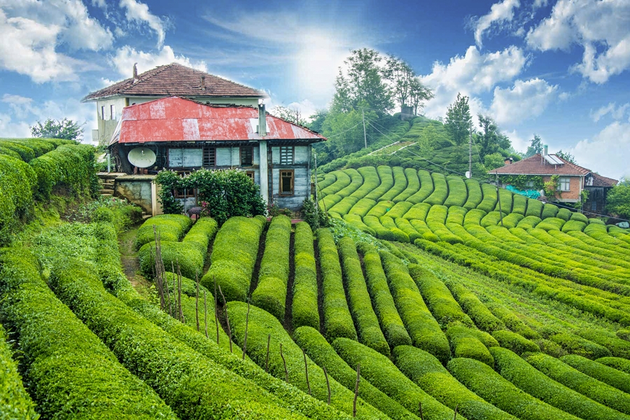 NİSAN 2026 KARADENİZ MASALI ve BATUM TURU  (3 GECE KONAKLAMALI)